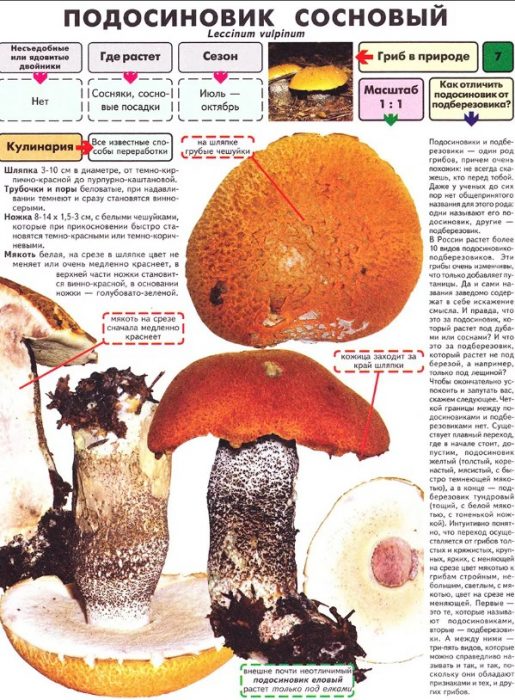 Описание на гъбата от трепетлика