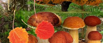 Гъби от трепетлика