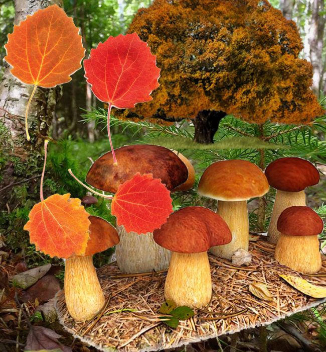 Гъби от трепетлика