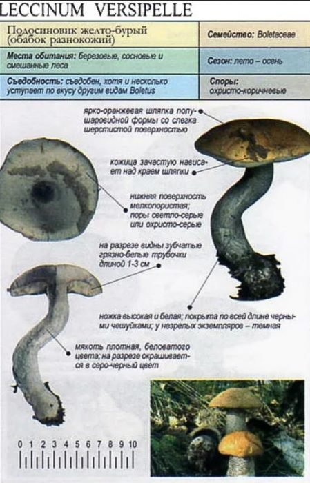 Жълто-кафява трепетлика гъба