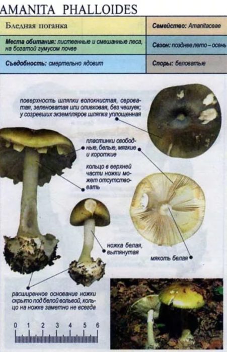 Описание на смъртоносната шапка