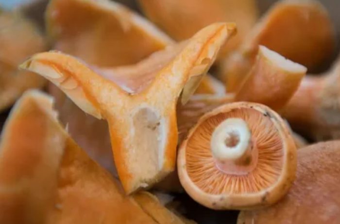 Нарязана шафранова гъба