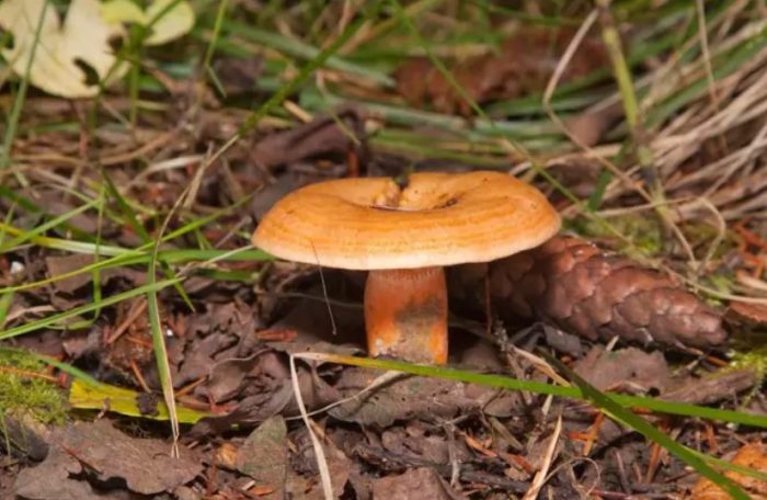Гъба шафранова млечна шапка