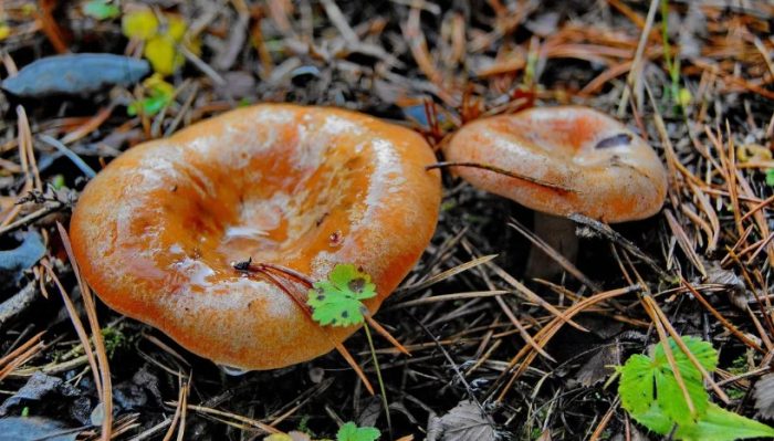 Пачи крак след дъжда