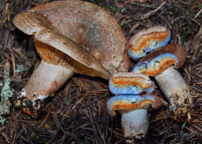 Синьо потъмняваща шафранова млечна шапка