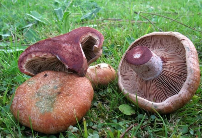 Червени шафранови млечни капачки