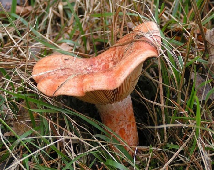 Гъба шафранова млечна шапка