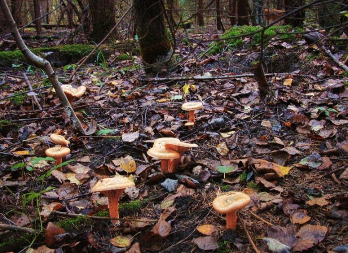 Шафранови млечни шапки в гората