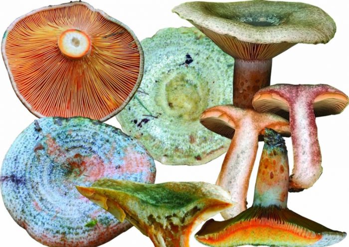 Получервени шафранови млечни шапки