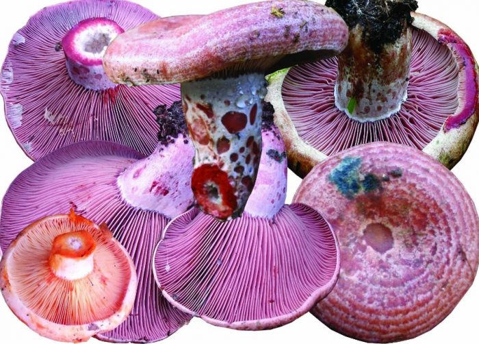 Капачка за вино и шафраново мляко