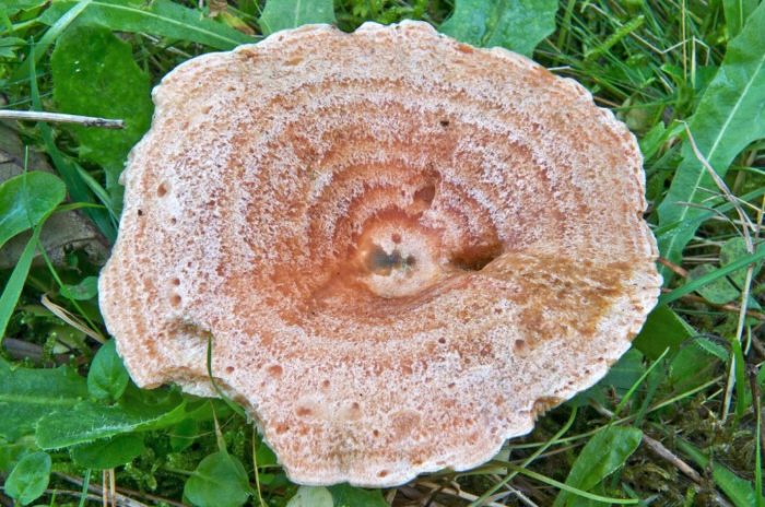 Японска шафранова млечна шапка