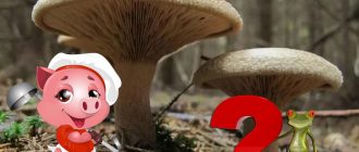 Въпрос за свински гъби