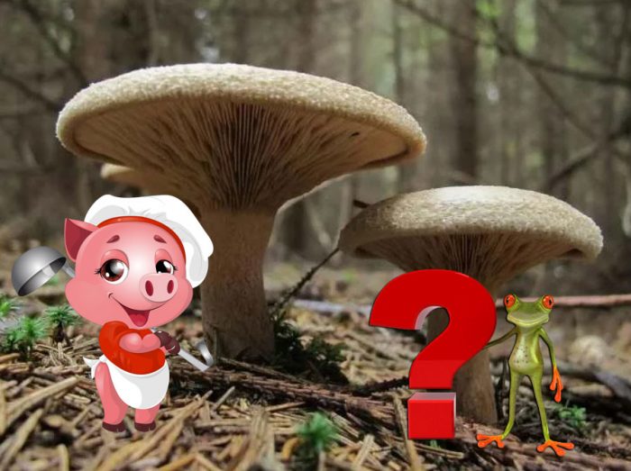 Въпрос за свински гъби
