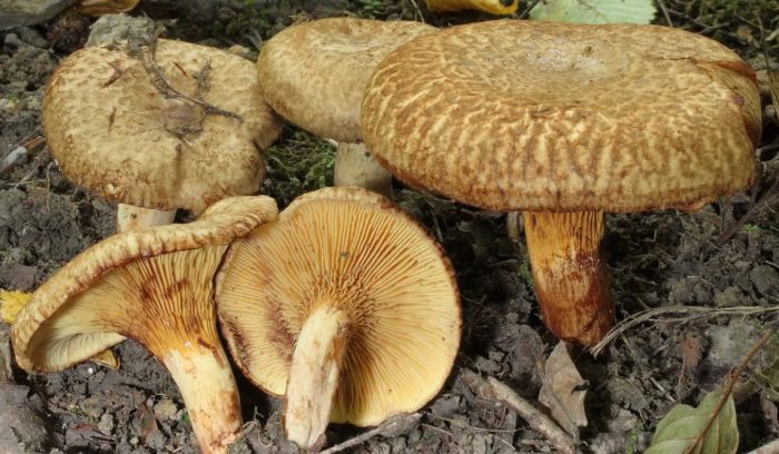 Семейство прасета от елша