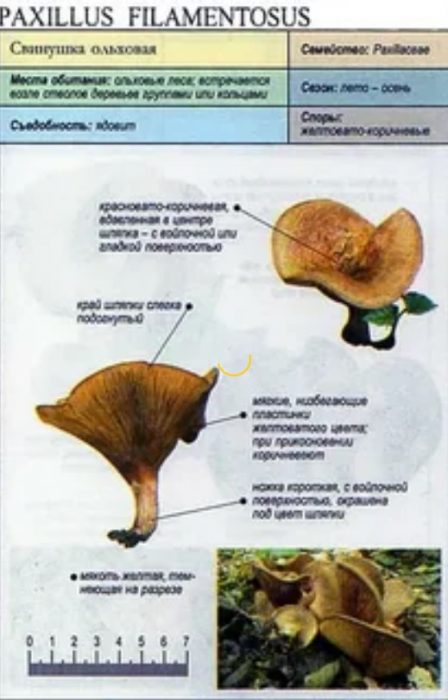 Видове елшови свине