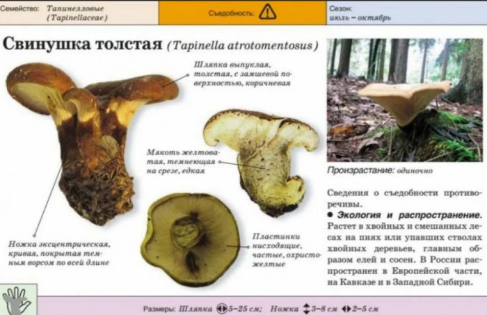 Дебело прасе