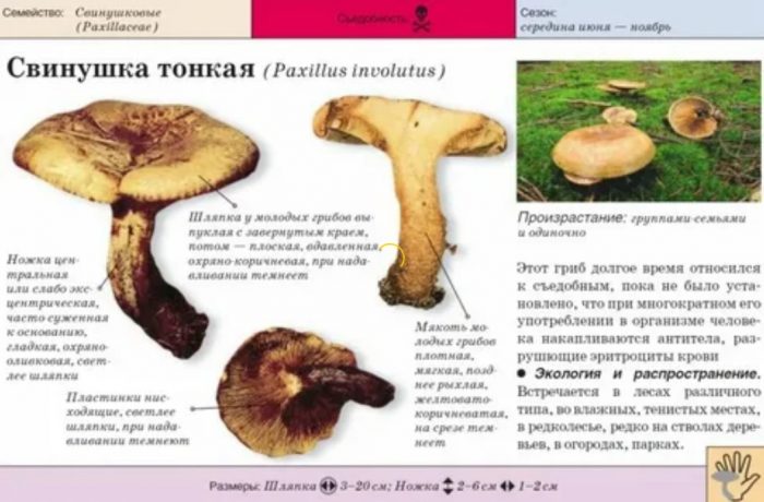 Тънко прасе