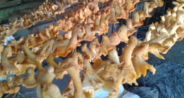 Сушени гъби пачи крак