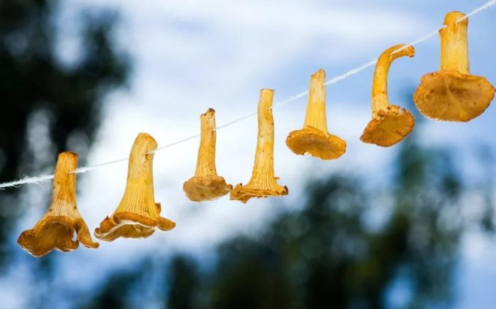 Сушене на пачи крак