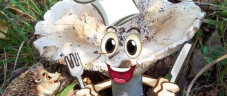 Забавни сушени млечни гъби