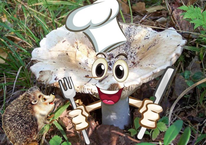 Забавни сушени млечни гъби