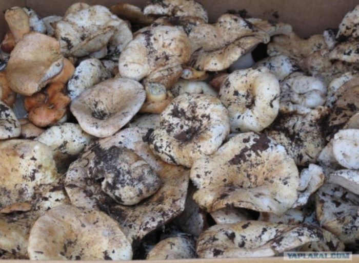 Събрани бели млечни гъби