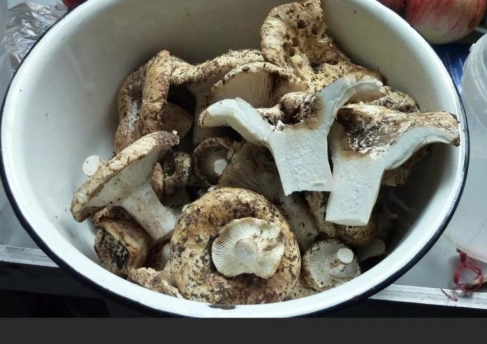 Готвене на млечни гъби