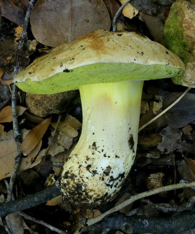 Полубели листа