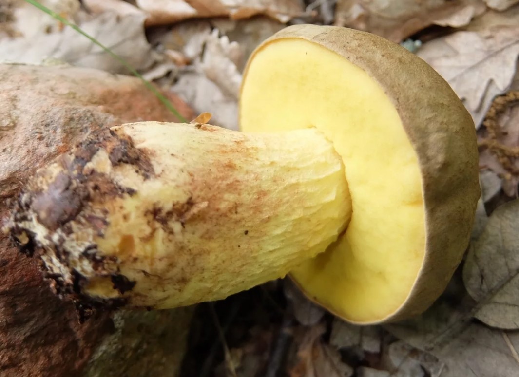 Шапката и стъблото на полубяла гъба