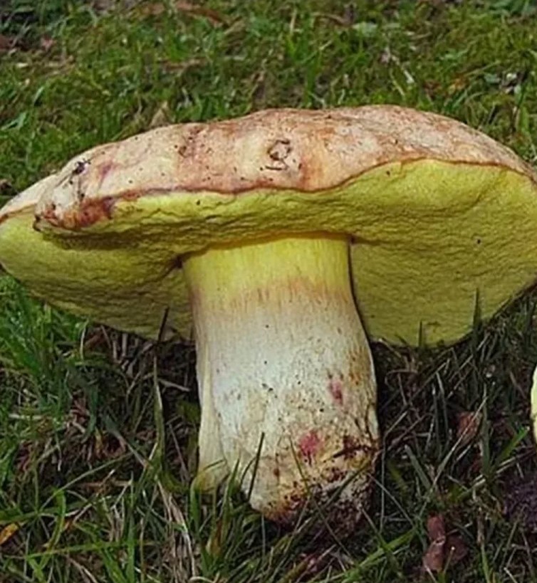 Жълта манатарка