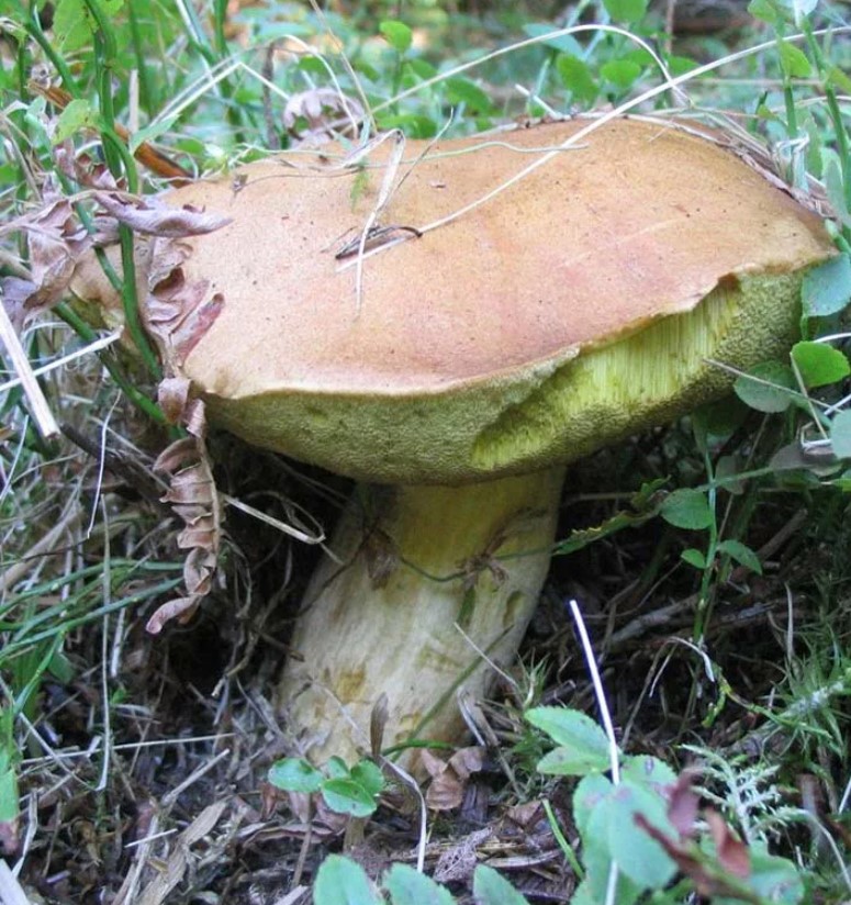 Как расте полубялата гъба