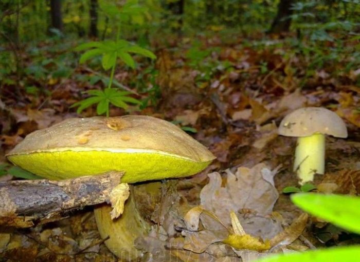 Полубяла гъба в гората Жълт манатарка