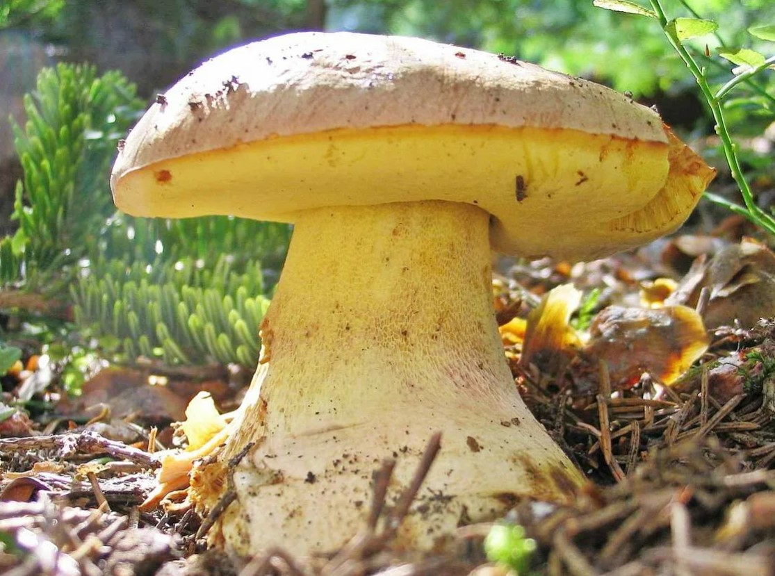 Полубяло в гората