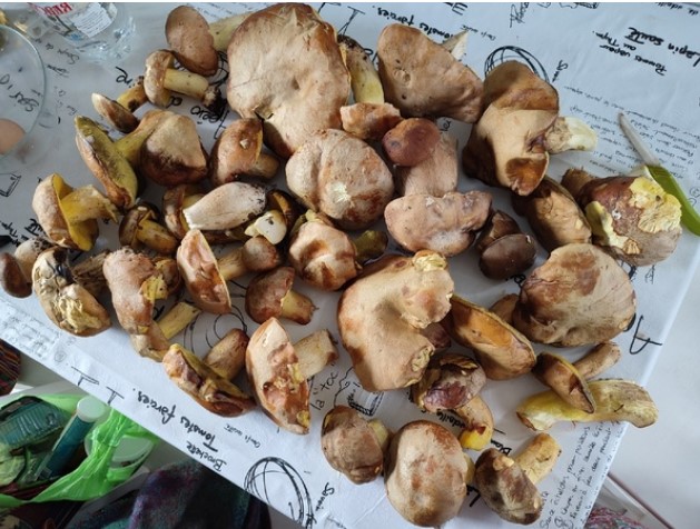 Полубели гъби Набрани полубели гъби