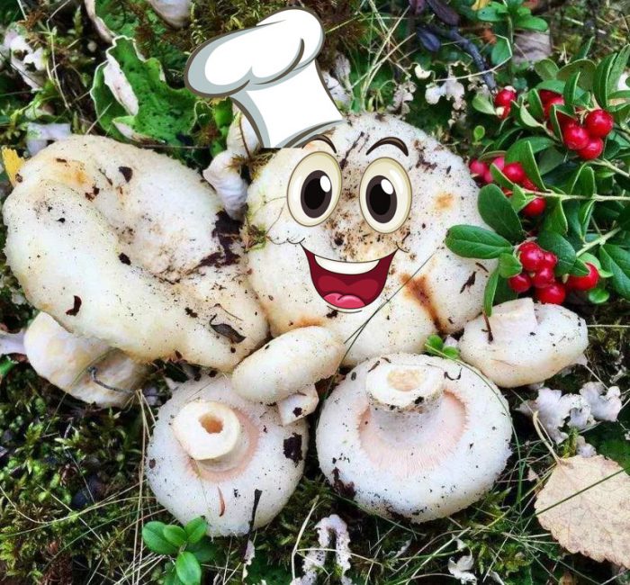 Бели млечни гъби в гората