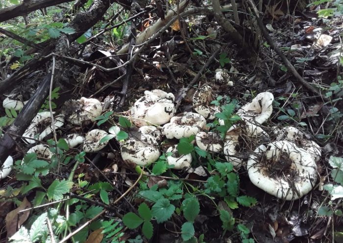 Истинска млечна гъба в гората