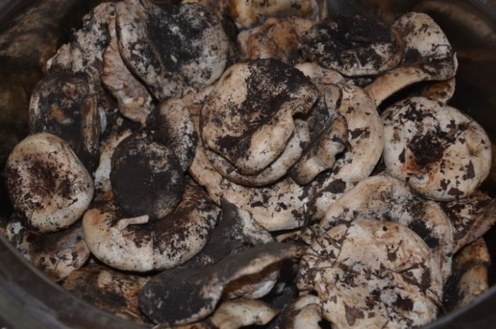 Млечни гъби след прибиране на реколтата