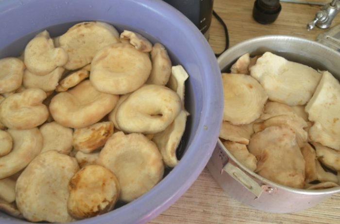 Изплакване на млечни гъби след накисване