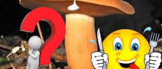 Гъба Еуфорбия