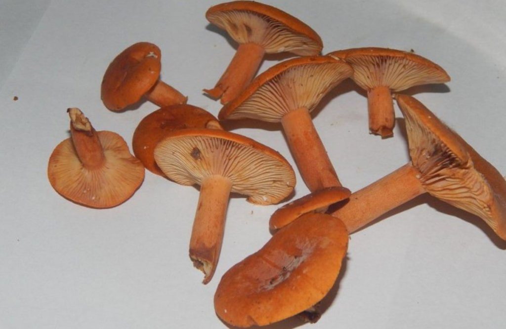 Ядлива млечница