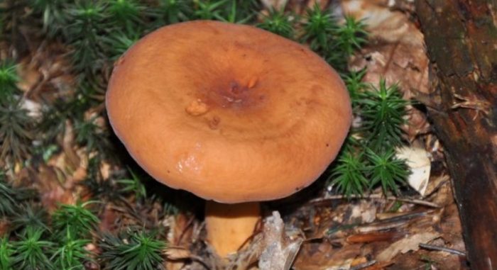 Еуфорбия в гората