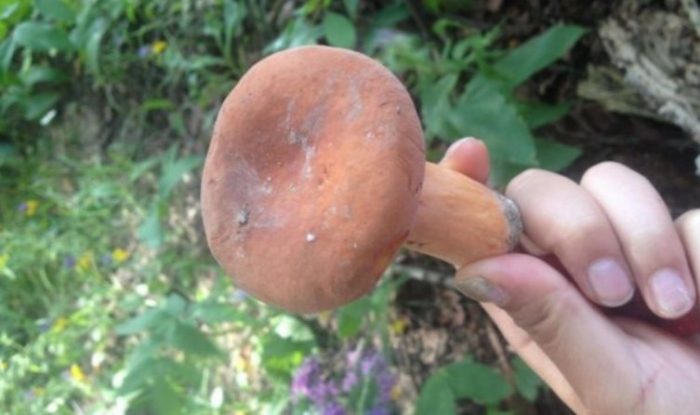 Еуфорбия в ръцете