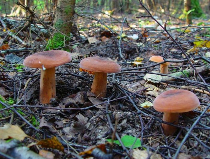 Растеж на млечок в гората