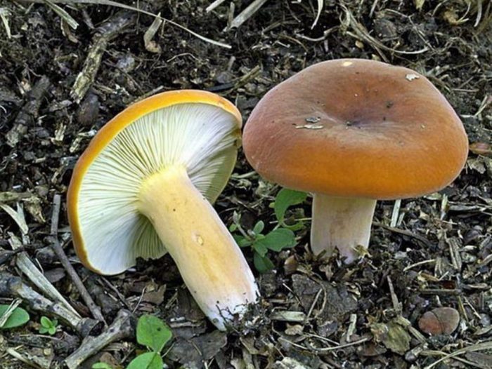 Откъснат орех