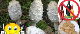 Торният бръмбар е интересна гъба.