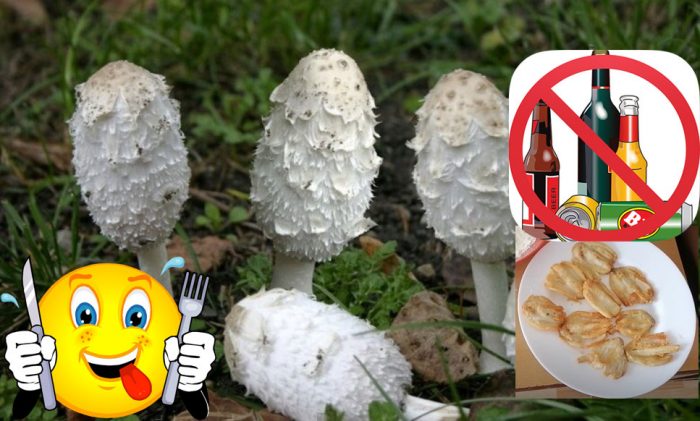 Торният бръмбар е интересна гъба.