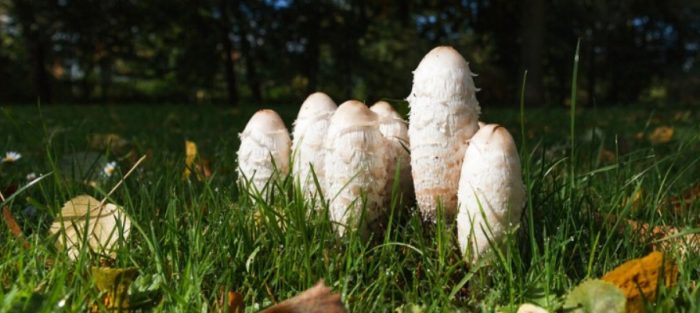 Семейство торни бръмбари в тревата