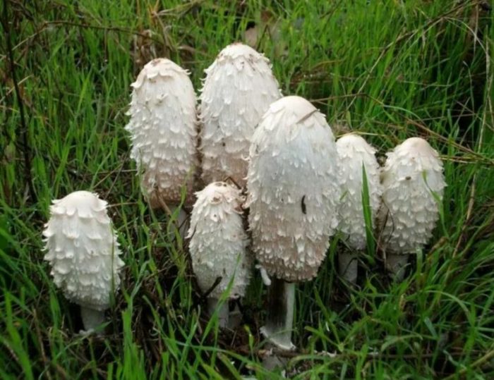 Гъба с мастилена капачка