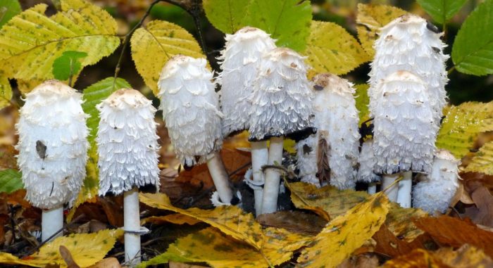 Гъби от тор