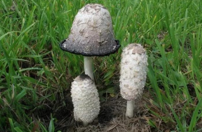 Стари и млади новодошли